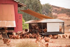 Galinhas ar livre, galinhas felizes que colocam ovos marrons orgânicos na exploração agrícola sustentável em tratores da galinha imagem de stock Galinhas ar livre, galinhas felizes que colocam ovos marrons orgânicos na exploração agrícola sustentável em tratores da galinha imagem de stock