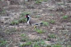 Galispo Vermelho-wattled Residente breeging do indicuscommon do Vanellus por toda parte imagem de stock Galispo Vermelho-wattled Residente breeging do indicuscommon do Vanellus por toda parte imagem de stock