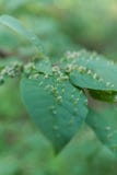 Gall leaf plant, fungal, akarinoz, bacterial bumps royalty free stock images Gall leaf plant, fungal, akarinoz, bacterial bumps royalty free stock images