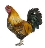 Gallic Rooster (1 Year Old) Stock Photo - Image of crested, livestock ...