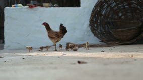 Gallina que camina con sus pollos en el patio trasero en Hampi almacen de video Gallina que camina con sus pollos en el patio trasero en Hampi almacen de video