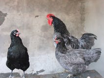 Gigante gallo nero