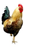 Gallo en colores Gallo en colores