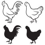 Gallo (martillo) y pollo libre illustration Gallo (martillo) y pollo libre illustration
