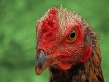 Gallo nel fondo verde fotografia stock Gallo nel fondo verde fotografia stock