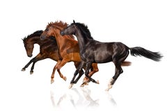 Galop de course de trois chevaux photo libre de droits Galop de course de trois chevaux photo libre de droits