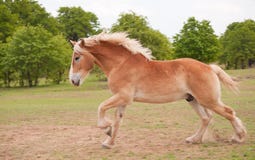 Galope belga louro do cavalo de esboço imagens de stock Galope belga louro do cavalo de esboço imagens de stock
