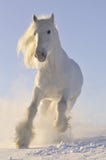 Galope do funcionamento do cavalo branco no inverno Galope do funcionamento do cavalo branco no inverno