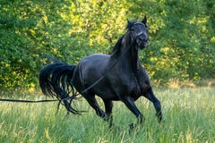 Galope frisio negro de los funcionamientos del caballo en hierba fotos de archivo libres de regalías Galope frisio negro de los funcionamientos del caballo en hierba fotos de archivo libres de regalías