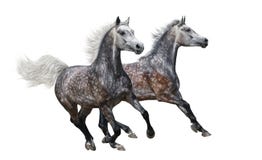 Galope árabe gris de dos caballos en el fondo blanco imagenes de archivo Galope árabe gris de dos caballos en el fondo blanco imagenes de archivo
