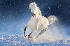 Galoppo di funzionamento del cavallo in neve immagini stock Galoppo di funzionamento del cavallo in neve immagini stock