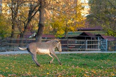 Galops de zèbre en parc de ville dans la saison d'automne images libres de droits Galops de zèbre en parc de ville dans la saison d'automne images libres de droits