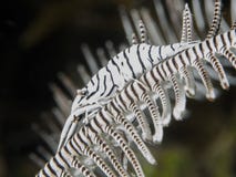 Gamberetto di crinoide del leopardo fotografia stock libera da diritti Gamberetto di crinoide del leopardo fotografia stock libera da diritti