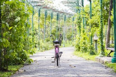 Gamla rosa färger cyklar parkering parkerar in på vägen med den selektiva fokusen royaltyfria bilder Gamla rosa färger cyklar parkering parkerar in på vägen med den selektiva fokusen royaltyfria bilder