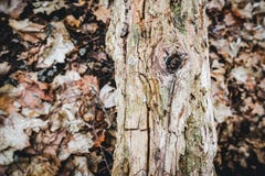 Gammal bruten trädstam i skogen arkivfoton Gammal bruten trädstam i skogen arkivfoton