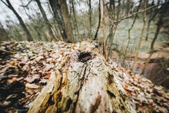 Gammal bruten trädstam i skogen arkivfoto Gammal bruten trädstam i skogen arkivfoto
