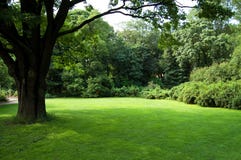 gammal tree för lawn arkivfoto gammal tree för lawn arkivfoto