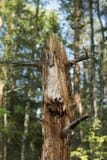 Gammal tree i skogen arkivbilder Gammal tree i skogen arkivbilder