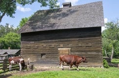 Gammal Wisconsin mejerilantgård, kor arkivfoto Gammal Wisconsin mejerilantgård, kor arkivfoto