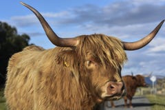 Ganado escocés de la montaña en la luz caliente de la tarde, retrato de una vaca linda, montañas, Escocia, Reino Unido foto de archivo Ganado escocés de la montaña en la luz caliente de la tarde, retrato de una vaca linda, montañas, Escocia, Reino Unido foto de archivo