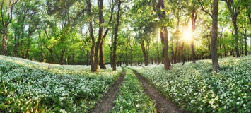 Gang door een de lentebos met bloeiende witte bloemen Zal royalty-vrije stock afbeelding Gang door een de lentebos met bloeiende witte bloemen Zal royalty-vrije stock afbeelding