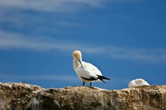 Gannet 01 Stock Photography Gannet 01 Stock Photography