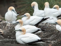 Gannet calony przy Muriwai plażą Zdjęcie Royalty Free Gannet calony przy Muriwai plażą Zdjęcie Royalty Free