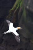 Gannet-Fliegen an der Küste von Muriwai lizenzfreies stockfoto Gannet-Fliegen an der Küste von Muriwai lizenzfreies stockfoto