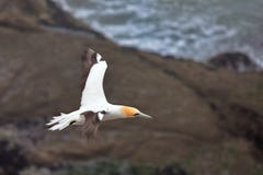 Gannet flying at the coast of Muriwai, New Zealand royalty free stock photo Gannet flying at the coast of Muriwai, New Zealand royalty free stock photo