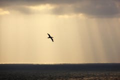 Flying in rays royalty free stock photo Flying in rays royalty free stock photo