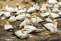 Gannet-Vogel-Kolonie an Muriwai-Strand Auckland Neuseeland lizenzfreies stockfoto Gannet-Vogel-Kolonie an Muriwai-Strand Auckland Neuseeland lizenzfreies stockfoto