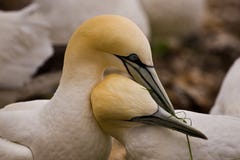Gannets nordique Image stock Gannets nordique Image stock