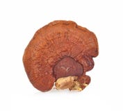 Ganoderma lucidum isolated on the white background royalty free stock photography Ganoderma lucidum isolated on the white background royalty free stock photography
