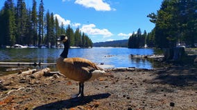 Ganso canadense na frente do lago alpino fotografia de stock royalty free Ganso canadense na frente do lago alpino fotografia de stock royalty free
