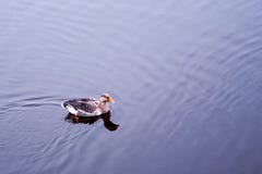 Ganso do anser do Anser na água no parque imagens de stock Ganso do anser do Anser na água no parque imagens de stock