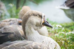 Ganso que camina y que se sienta en la hierba en un parque zoológico cerca de una charca en w imagenes de archivo Ganso que camina y que se sienta en la hierba en un parque zoológico cerca de una charca en w imagenes de archivo