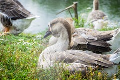 Ganso que camina y que se sienta en la hierba en un parque zoológico cerca de una charca en w fotos de archivo libres de regalías Ganso que camina y que se sienta en la hierba en un parque zoológico cerca de una charca en w fotos de archivo libres de regalías