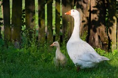 Gansos blancos y poco gesse en hierba verde cerca del fencef fotos de archivo libres de regalías Gansos blancos y poco gesse en hierba verde cerca del fencef fotos de archivo libres de regalías