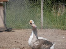 Gansos del gris y blancos una granja del país gansos domesticados en un día de verano soleado fotografía de archivo Gansos del gris y blancos una granja del país gansos domesticados en un día de verano soleado fotografía de archivo