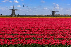 Gansos que vuelan sobre granja roja sin fin del tulipán imagen de archivo Gansos que vuelan sobre granja roja sin fin del tulipán imagen de archivo