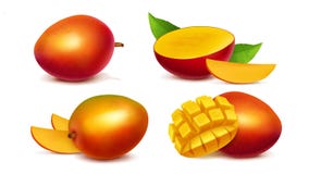 Ganzer und geschnittener realistischer Vektor der Mango stock abbildung Ganzer und geschnittener realistischer Vektor der Mango stock abbildung