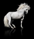 Garanhão andaluz branco do cavalo isolado no preto fotos de stock Garanhão andaluz branco do cavalo isolado no preto fotos de stock