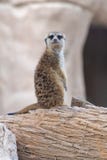 Garde de position de suricatta de Suricata de Meerkat photographie stock libre de droits Garde de position de suricatta de Suricata de Meerkat photographie stock libre de droits