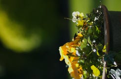Garden Stock Photography Garden Stock Photography