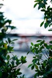 garden background blur and bokeh. green backdrop. stock photo garden background blur and bokeh. green backdrop. stock photo