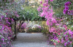 Garden Azaleas Blooming in Charleston, South Carolina SC royalty free stock image Garden Azaleas Blooming in Charleston, South Carolina SC royalty free stock image