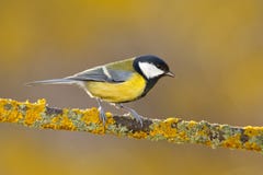 Garden bird Great Tit, Parus major, black and yellow songbird sitting on the nice lichen tree branch, Czech. Bird in nature. Sprin. G in nature Royalty Free Stock Images Garden bird Great Tit, Parus major, black and yellow songbird sitting on the nice lichen tree branch, Czech. Bird in nature. Sprin. G in nature Royalty Free Stock Images