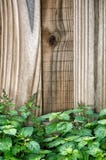 Garden Fence Behind Green Patchouly Plant Royalty Free Stock Photo Garden Fence Behind Green Patchouly Plant Royalty Free Stock Photo