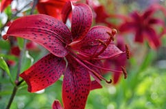Garden flowers. Lily in bloom royalty free stock photos Garden flowers. Lily in bloom royalty free stock photos