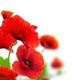 Garden of flowers - red poppies stock photos Garden of flowers - red poppies stock photos